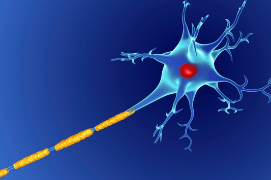 Nutrients to Promote Myelin Growth and Repair